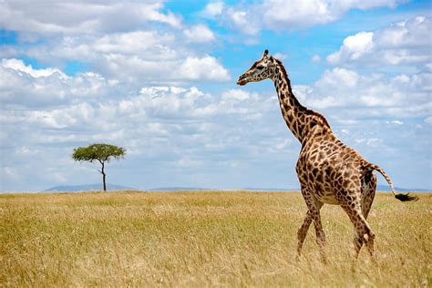 HD wallpaper: Giraffe on savannah under white and blue sky at daytime ...