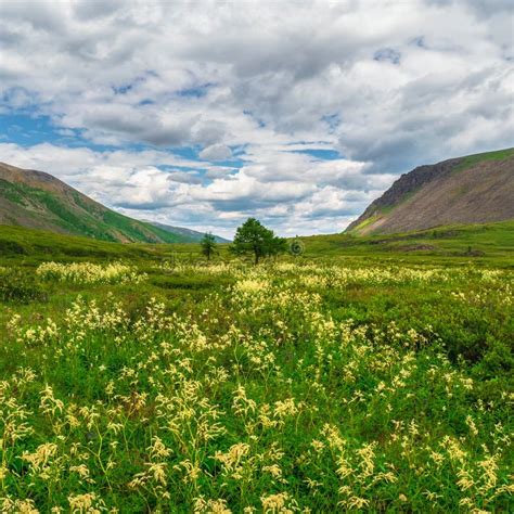 Green Valley With Meadow In Sunny Day Rich Vegetation Of Highlands In