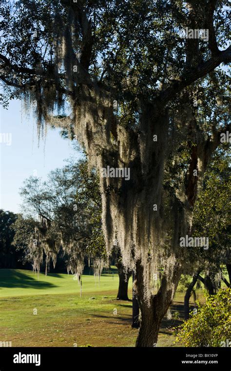 Spanish Moss Tillandsia Usneoides On A Southern Live Oak Tree