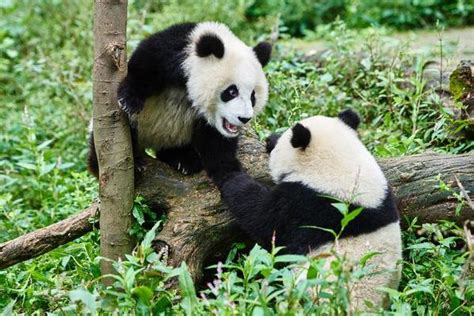 Panda bear cub playing Sichuan China 839276 Stock Photo at Vecteezy