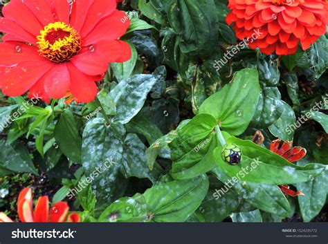 White Spots On Zinnia Leaves Caused Stock Photo 1524235772 | Shutterstock