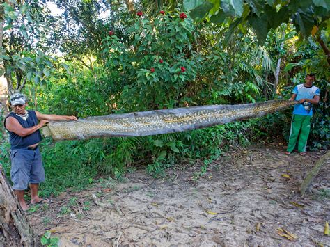 The longest species of snakes that slither the planet | Popular Science