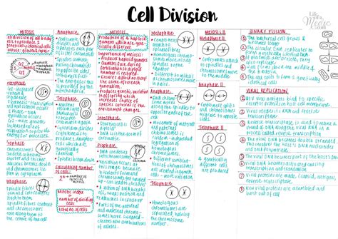 A Level Biology Notes Year 1 Biology Notes A Level Biology Cell