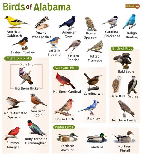 8 Types Of Finches Found In Alabama Nature Blog Network