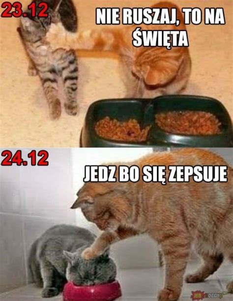 Memy ze zwierzętami | sameQuizy