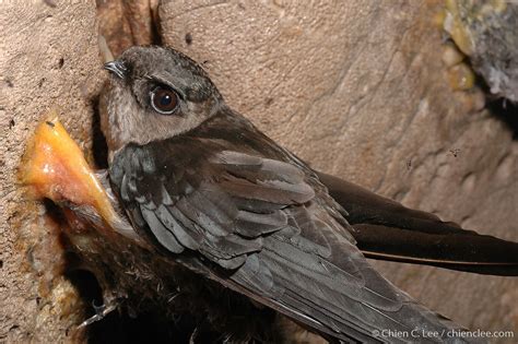 Edible Swiftlet Nest