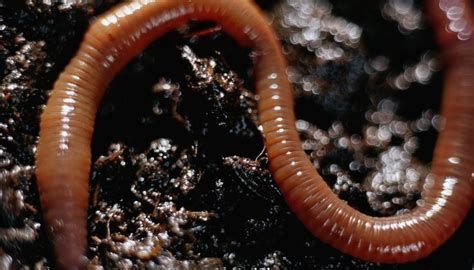 The Importance of Red Worms in the Ecosystem | Sciencing