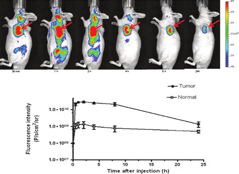 Top In Vivo Near Infrared Imaging Of Subcutaneous Pc Prostate