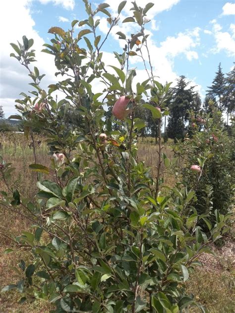 The Future Of Nanotechnology In Wambugu Apple Cultivation Wambugu Apples