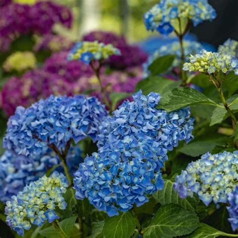 Ecostyle Hortensia Az Meststof Gram Voor Ca Planten Tuinier