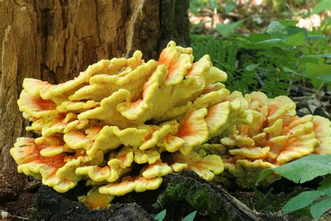 Laetiporus Sulphureus The Sulphur Shelf Mushroom Found Flickr