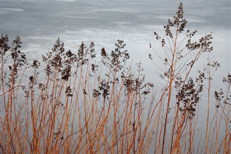 Rligt Och H Rligt Om Tr Dg Rd Och Natur Blekt Men St Mningsfullt