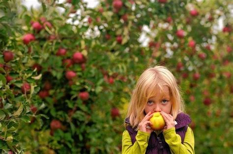 Apple Picking In Upstate Ny Full List Of Orchards U Picks Markets