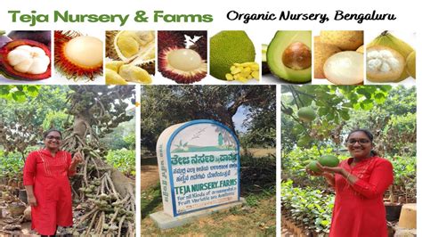 Teja Nursery And Farms Certified Organic Nursery Bengaluru Part 1