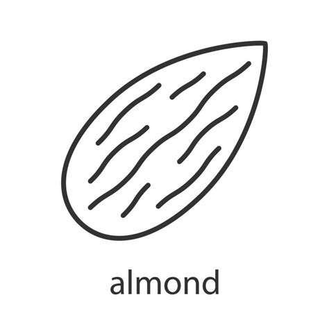 Almond Linear Icon Thin Line Illustration Contour Symbol Vector