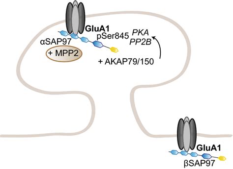 Regulation Of GluA1 Trafficking By SAP97 SAP97 Specifically Regulates