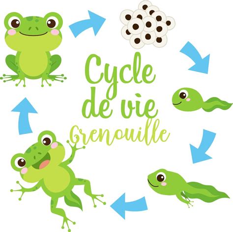 Cycle De Vie De La Grenouille In 2020