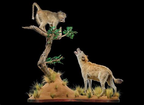 Baboon Taxidermy South Africa Get Baboon Trophy Quote