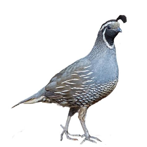 Live California Quail Chicks For Sale | Stromberg's Chickens