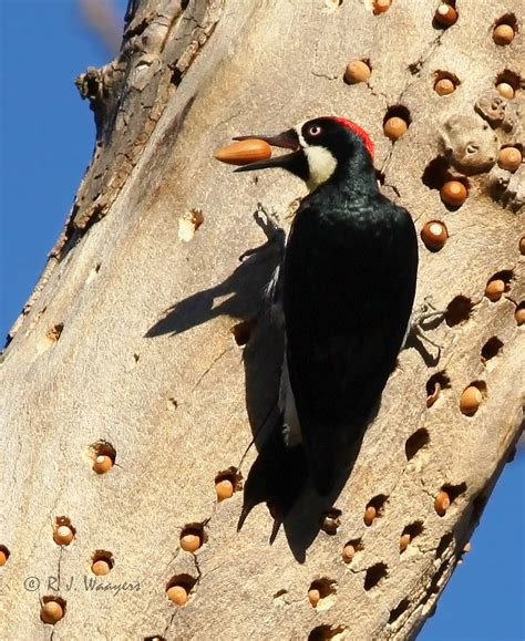 Acorn Woodpecker Storing Acorns Volcan Mountain Wilderness Flickr