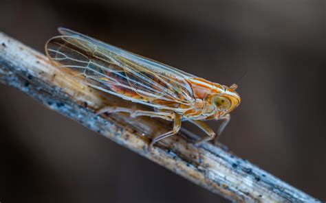 Cicada Wings The Secret To Self Cleaning Surfaces Astar Research