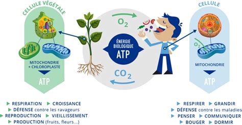 Métabolisme énergétique Elysia Bioscience