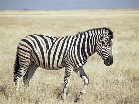 Fileburchells Zebra Etosha Wikimedia Commons