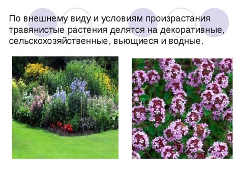 "Травянистые растения" - Начальные классы - Презентации - 3 класс