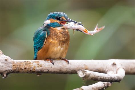 Common Kingfisher Juvenile Also Called Eurasian Kingfi Flickr