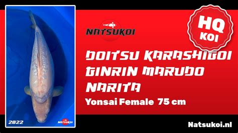 Doitsu Karashigoi GinRin Koi Van Marudo Narita Yonsai Female 75 Cm