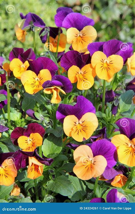 Yellow purple pansies stock image. Image of nature, detail - 24324261