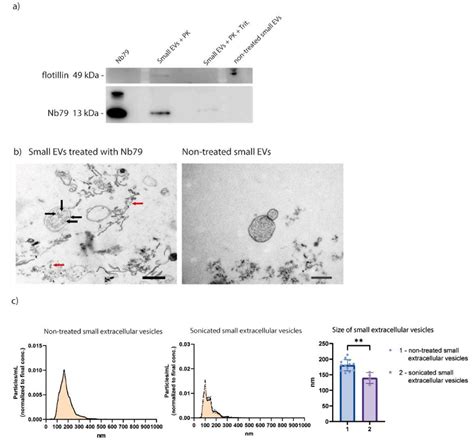 Exosomes Loading Drugs By Sonication Creative Biostructure