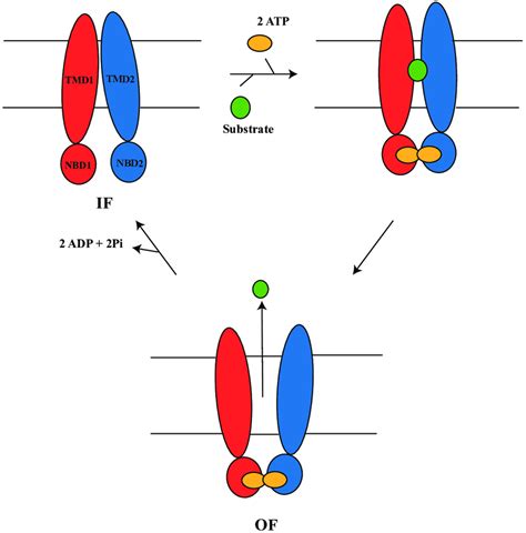 Schematic Representation Of The Alternating Access Mechanism In