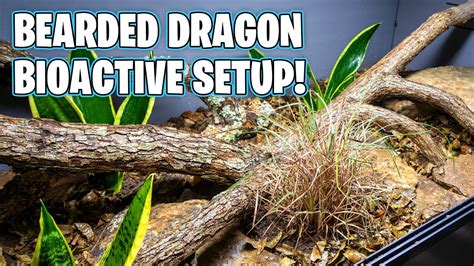 Bioactive Bearded Dragon Setup YouTube