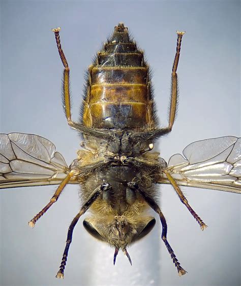 Hybomitra Montana Male Underside Malham Tarn Yorkshire Flickr