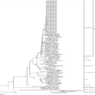 Phylogenetic Tree Of RABV Based On 519 Bp Nucleotide Sequences Of The G