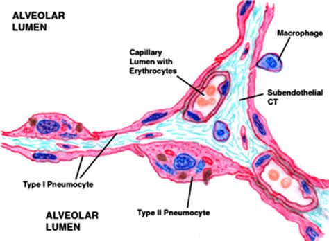 Respiratory Sys Organization And Ventilation And V Q Relationship Lec