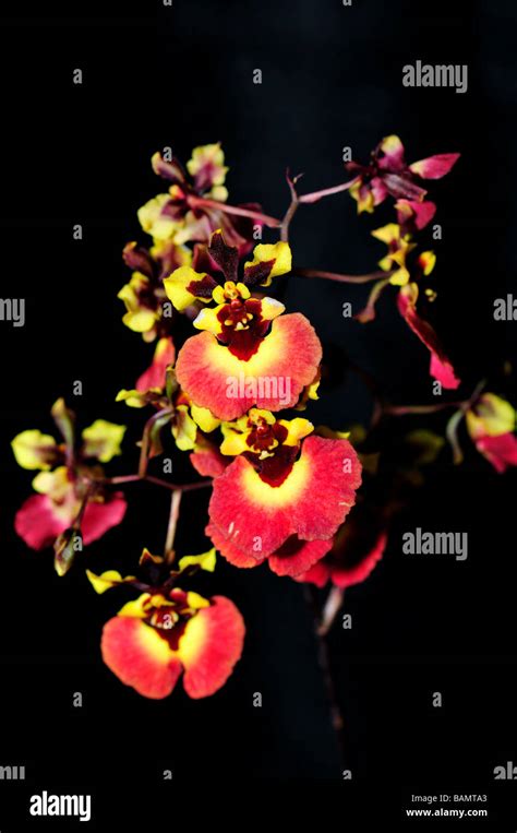 Oncidium hi-res stock photography and images - Alamy