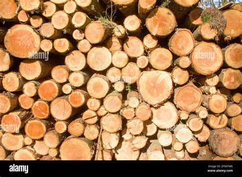 Pile Of Felled Tree Trunks In The Forest Stock Photo Alamy