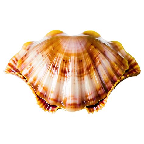 Scallop Shell Image Png 05212024 Png Image