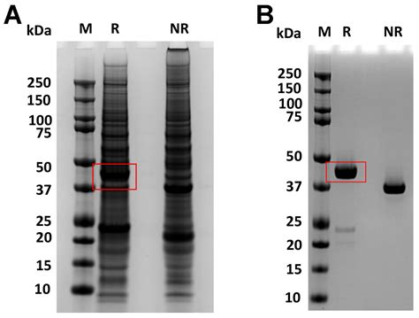 Bioengineering Free Full Text Optimizing The Amino Acid Sequence