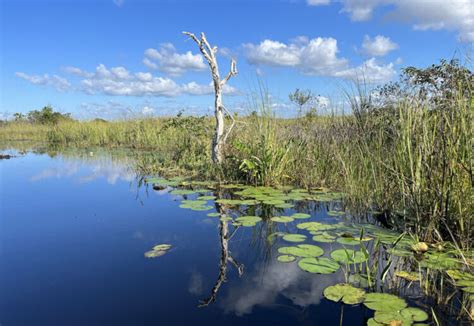 Loxahatchee National Wildlife Refuge: Wild spot to kayak, hike, bike