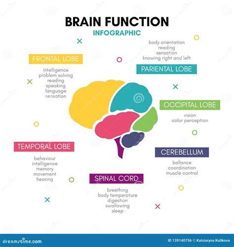 Creative Human Brain Infographic Concept Lobe Mind Stock Vector ...