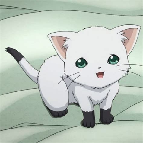 Discover White Cat Anime In Coedo Vn