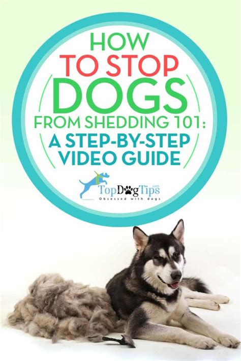 5 Tricks To Stop The Snow Of Furry Friends: Reducing Excessive Dog Shedding