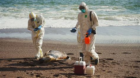 M S De Lobos Marinos Han Muerto En Per Por Presunta Gripe Aviar