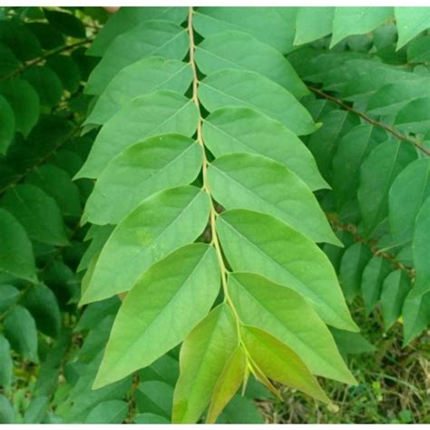 Daun Ceremai Segarjual Daun Buah Cermai Per Tangkai Lazada Indonesia