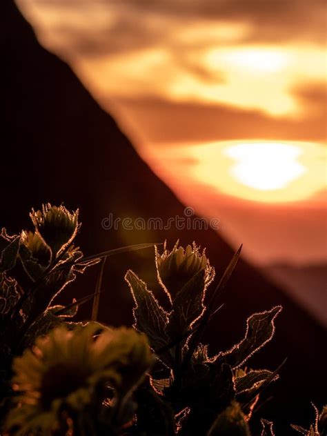 Vertical Dramatic Sunset Behind Flowers, Silhouette Of Flowers With Summer Golden Sunset Shining ...