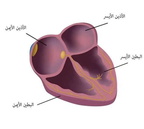 تشريح القلب بالصور ” عربي إنجليزي المرسال