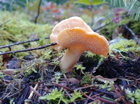 Hedgehog mushroom found hiking up Stahlman Point Oregon. #mushrooms #fungi #nature #photography ...